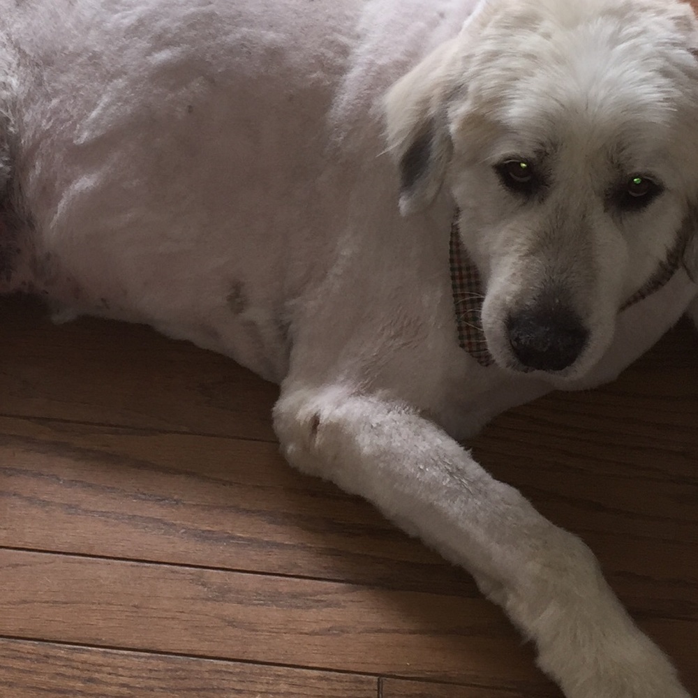 Meet your Posher, Paige